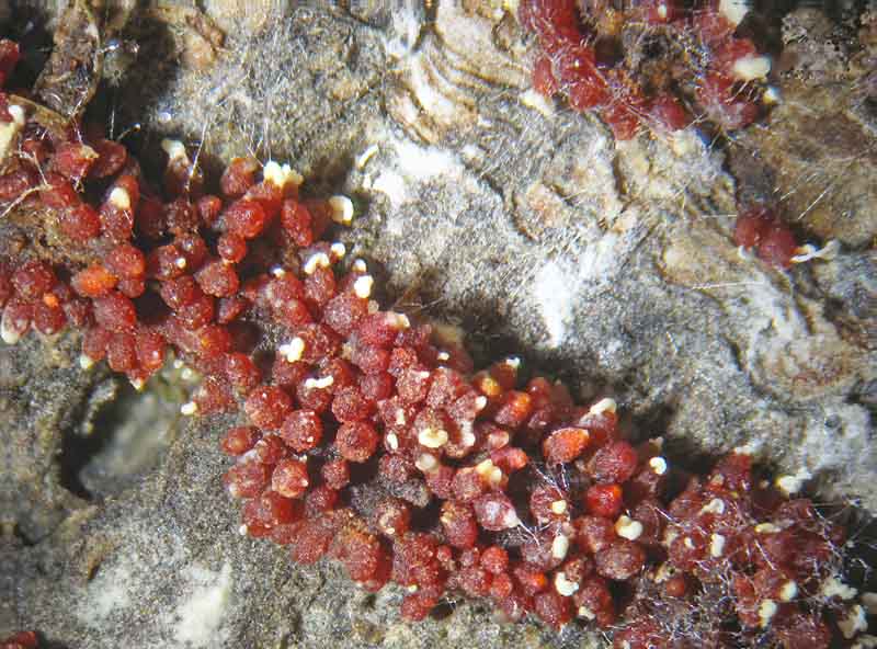 Nectria sp.